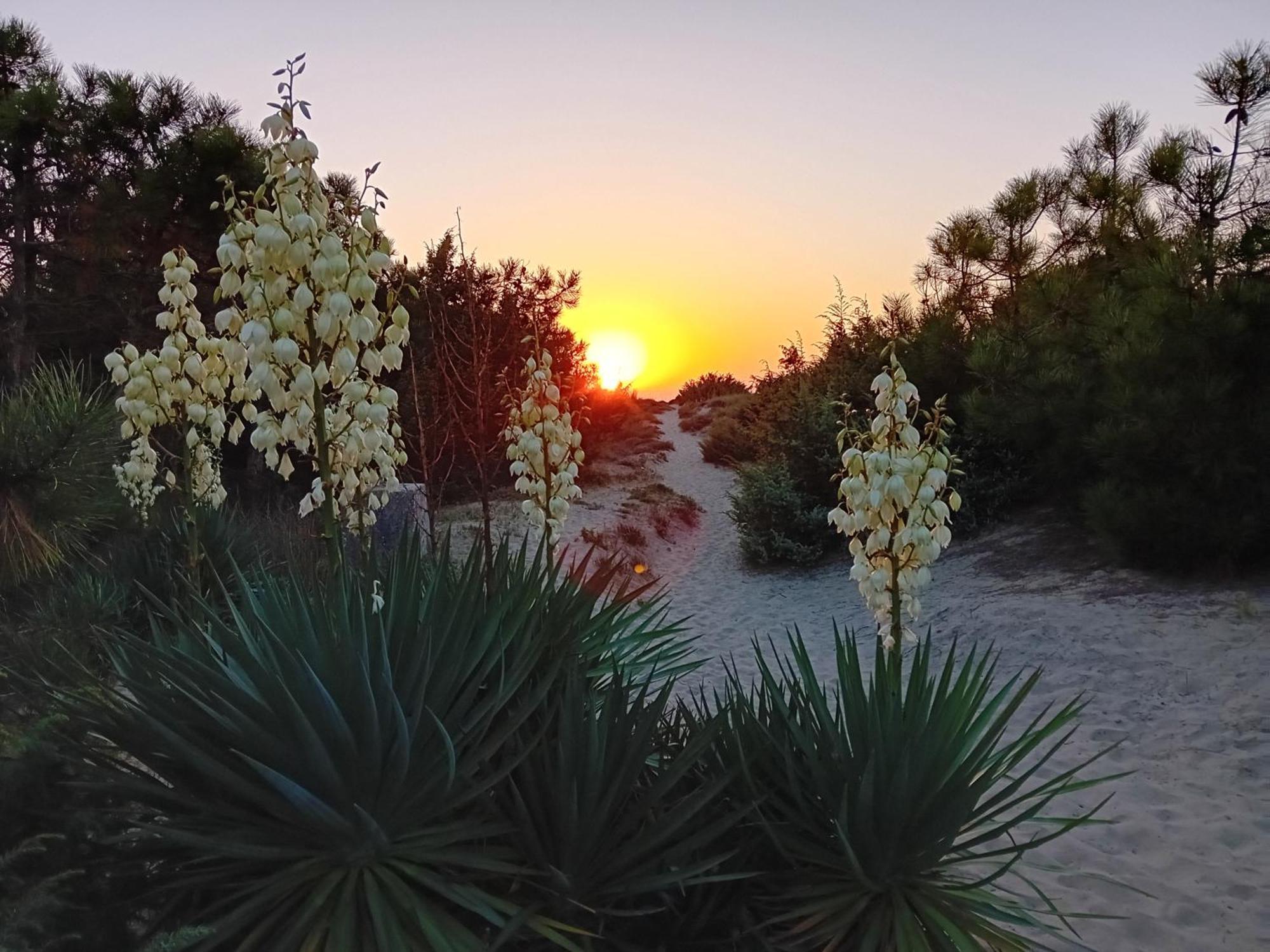 Accesso Diretto Sul Mare Maredilucecala Apartamento Calambrone Exterior foto